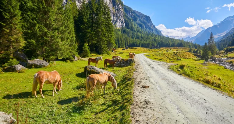 horses grazing in habachtal scaled