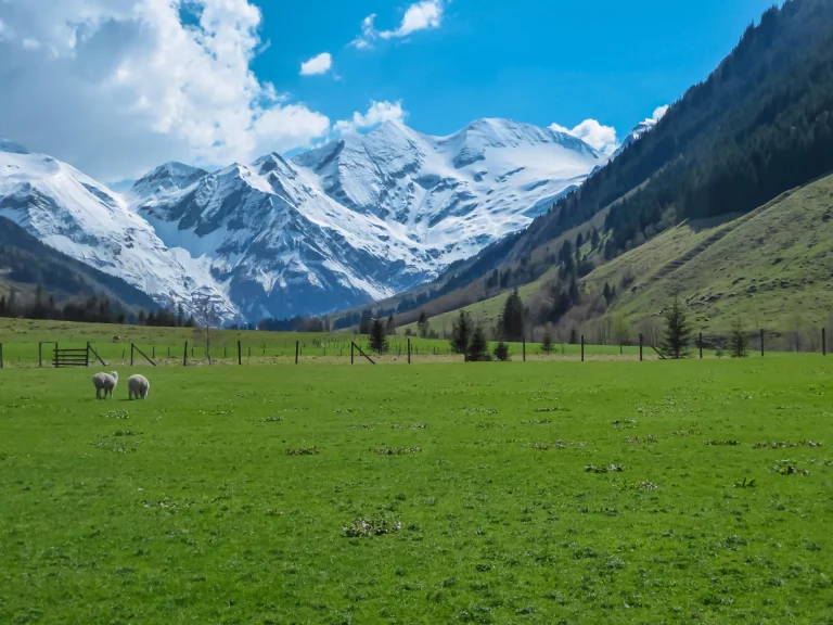 ovce pasoucí se na svěží zelené alpské louce s panoramatickým výhledem na zasněžené vrcholky vysokých Taur ve fuschském měřítku.
